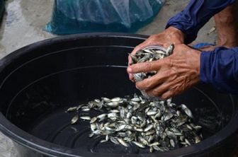 Gozum's Tilapia Fingerlings