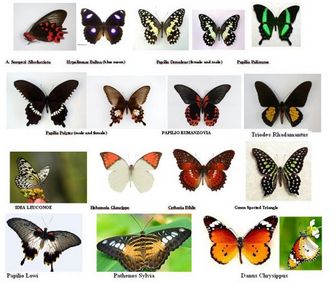 ButterflyPH - Colorful Butterfly Products